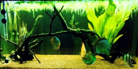 Acquario per discus