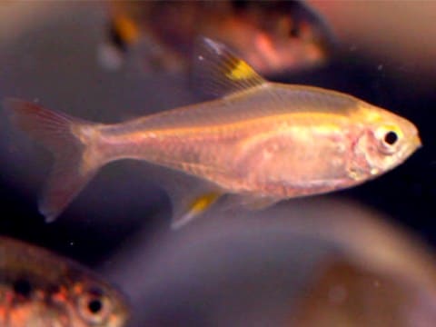 Golden Pristella Debivort