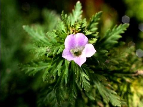 Limnophila heterophylla emersa