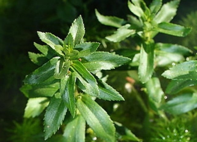 Limnophila heterophylla emersa