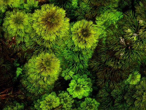 Limnophila sessiliflora