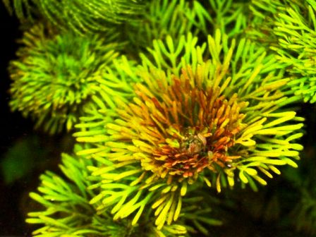 Limnophila sessiliflora