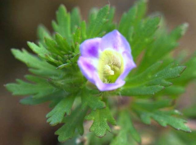 Limnophila heterophylla emersa