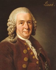 Carl Nilsson Linnaeus