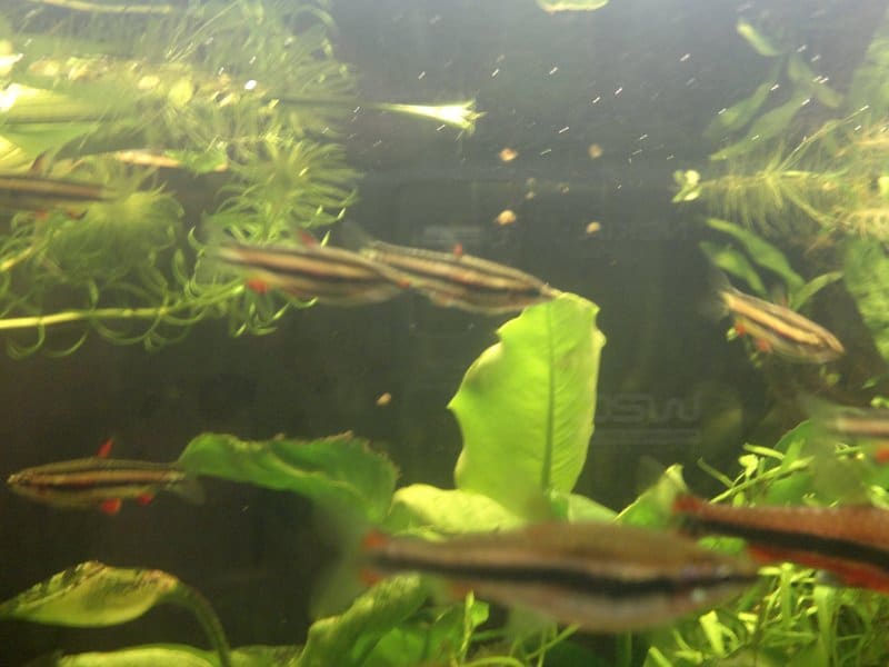 Nannostomus marginatus