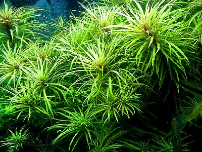 Pogostemon stellatus