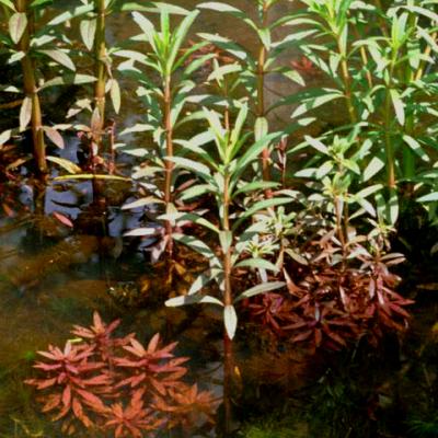 Pogostemon stellatus emerso