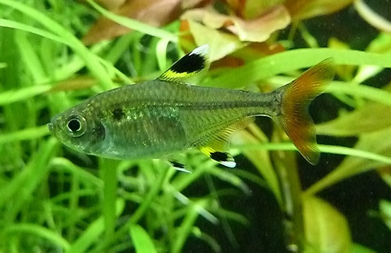 Pristella maxillaris