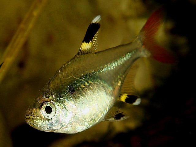Pristella maxillaris