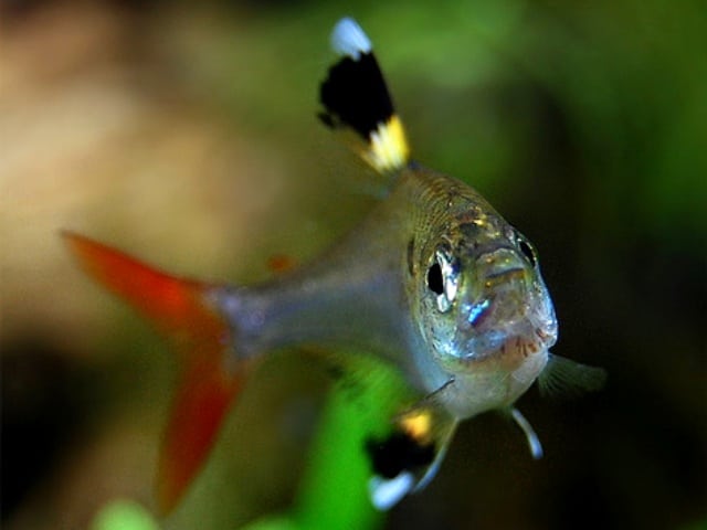 Pristella maxillaris