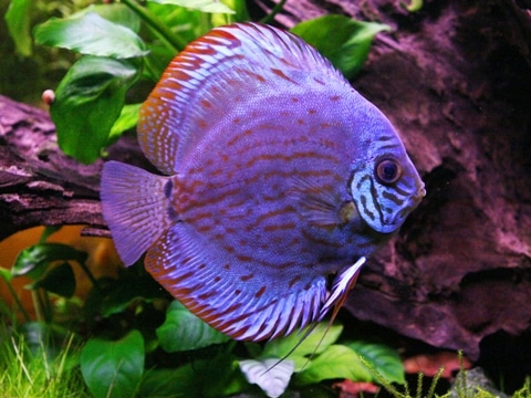Symphysodon discus