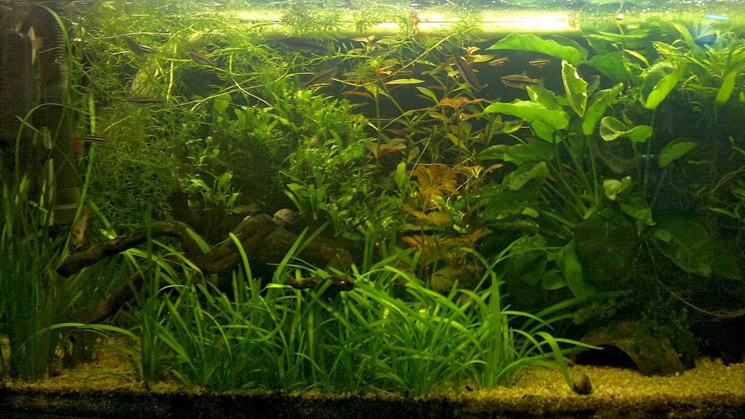 Acquario per Ciclidi nani sudamericani