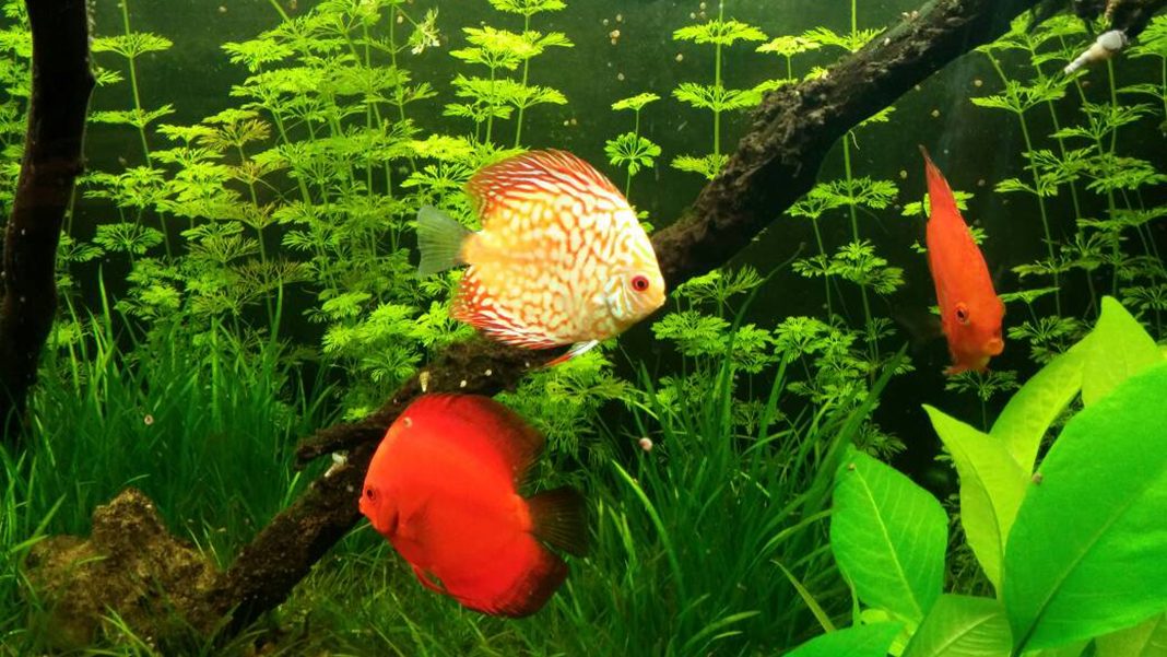 Acquario per discus