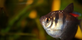 Gymnocorymbus ternetzi