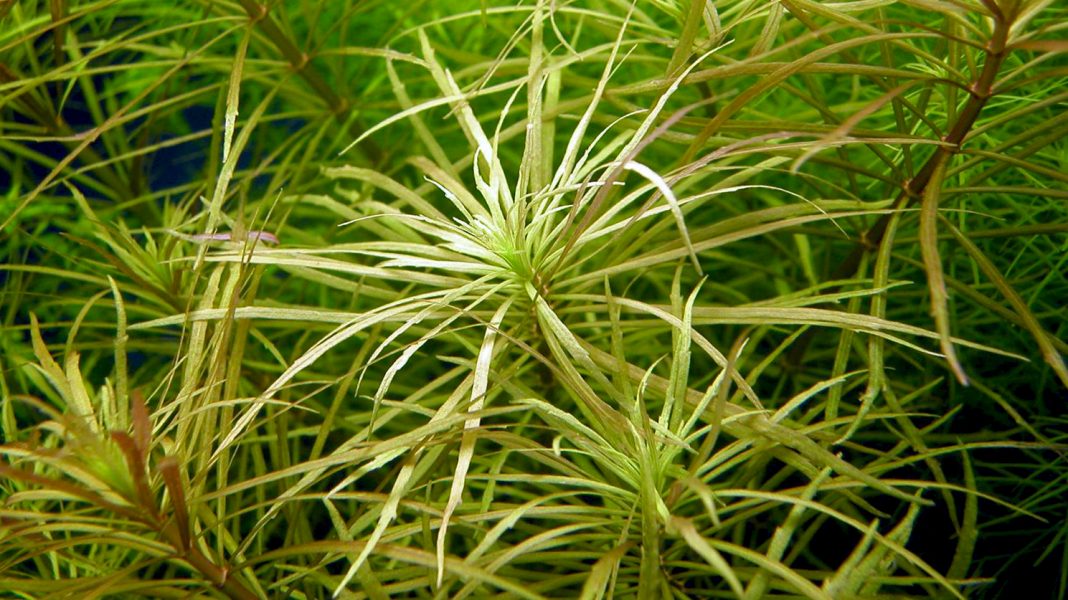 pogostemon-stellatus-eusteralis-stellata-copertina Pogostemon stellatus o Eusteralis stellata?