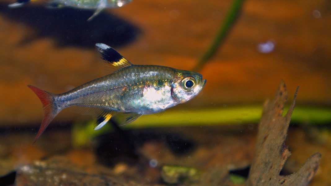 Pristella maxillaris, dall'Orinoco all'acquario