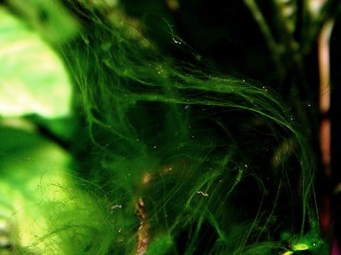 Filamenti di Oedogonium capillare in acquario