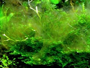 Alghe filamentose