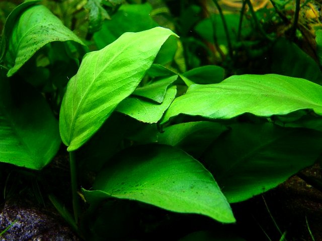 Anubias barteri