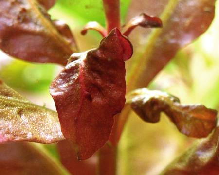 Alternanthera in carenza di ferro