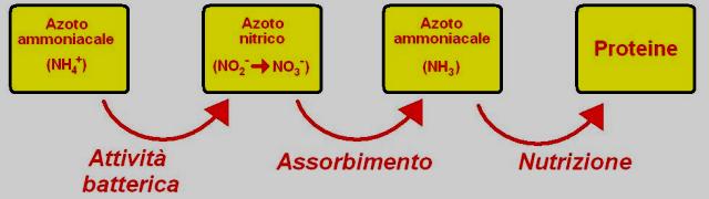 Schema di assimilazione dell'azoto nelle piante