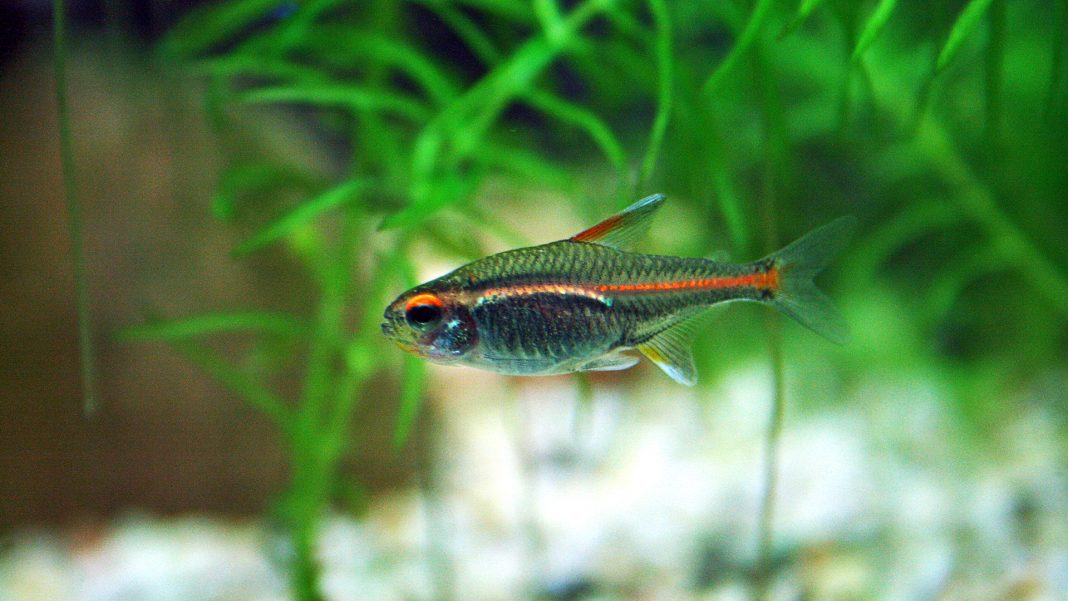 hemigrammus-natura-copertina Hemigrammus in natura