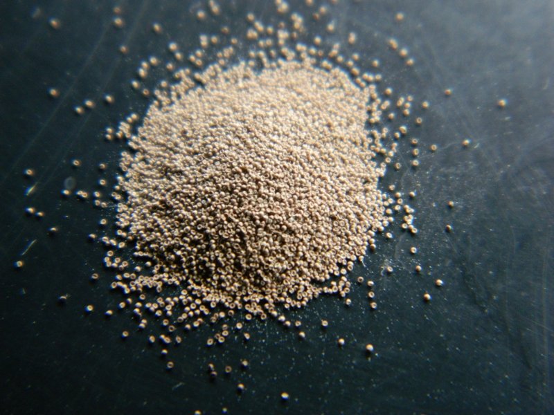 Cisti di Artemia salina
