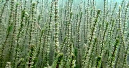 Hydrilla verticillata