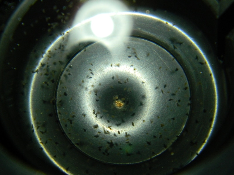 Nauplii attirati dalla luce