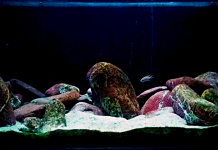 Allestire un acquario per Ciclidi del Tanganica