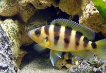 Neolamprologus sexfasciatus