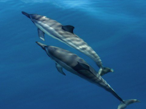delfini
