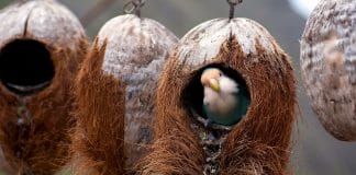 Tane per acquario con noci di cocco