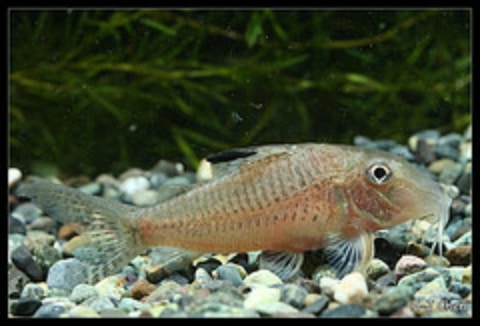 Corydoras punctatus