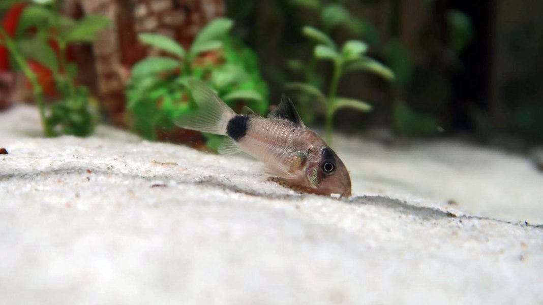 Corydoras, tra acquario e natura