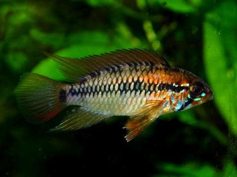 Apistogramma macmasteri viejita