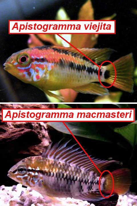 Apistogramma viejita
