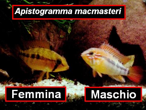 Apistogramma macmasteri