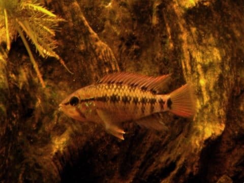 Apistogramma macmasteri