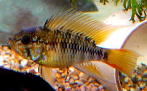Apistogramma macmasteri
