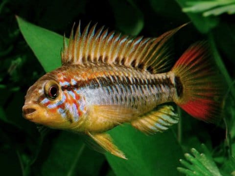 Apistogramma macmasteri