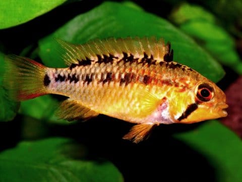 Femmina di Apistogramma macmasteri