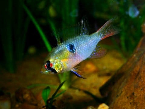 Mikrogeophagus ramirezi