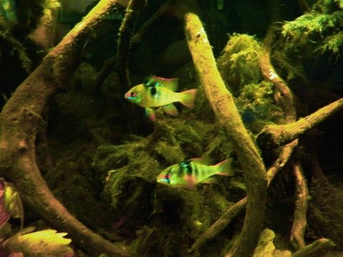 Mikrogeophagus ramirezi