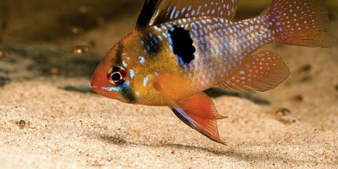 Mikrogeophagus ramirezi su fondo di sabbia