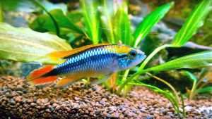 Apistogramma agassizii