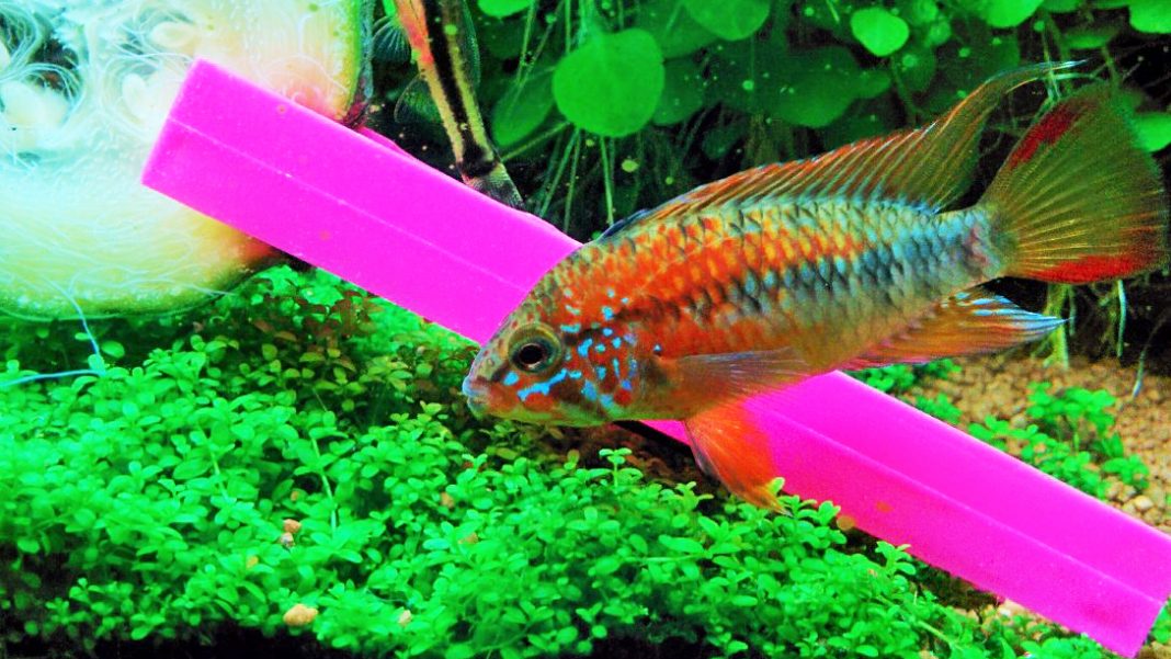 Apistogramma macmasteri (e Apistogramma viejita)
