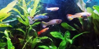 Guppy (Poecilia reticulata): la riproduzione