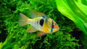 Mikrogeophagus ramirezi