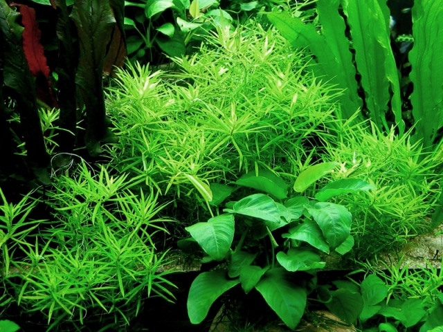 Heteranthera zosterifolia in acquario
